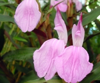 Big pale purple flowers and brown stems